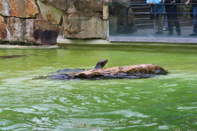 Ducks swimming in lake