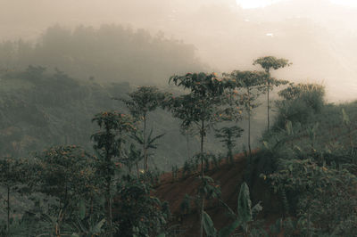 Trees in forest against sky