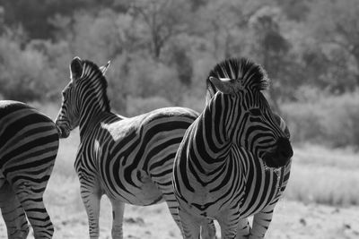 Zebras on field