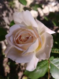 Close-up of rose blooming outdoors