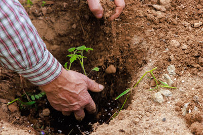 Low section of person planting sapling