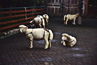 View of dogs on footpath