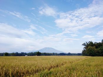 Scenic view of agricultural field against sky