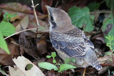 Close-up of a bird perching on a land