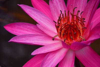 Close-up of insect on pink flower