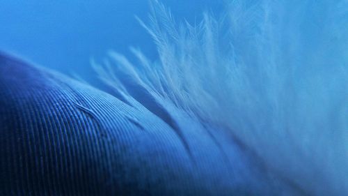 Detail shot of feather