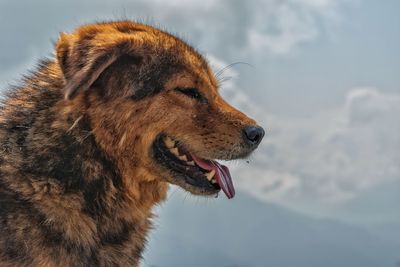 Close-up of a dog looking away