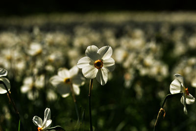 Close-up of flowers blooming in field