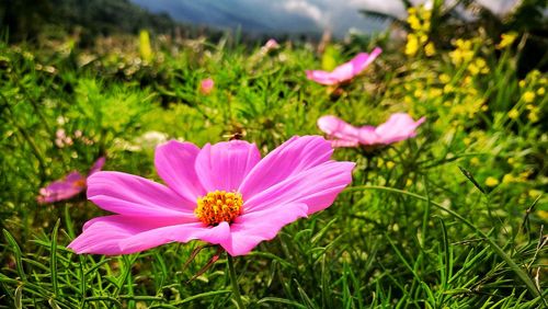 Close-up of pink cosmos blooming on field