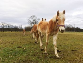 Horses walking on field against sky