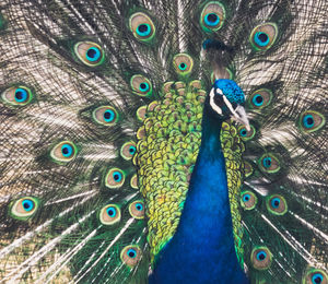 Close-up of peacock