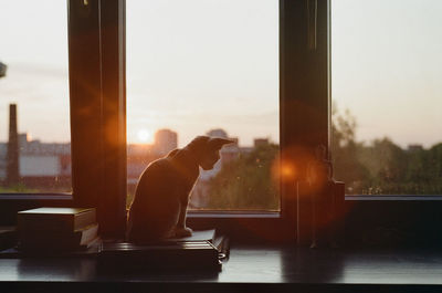 Man sitting by glass window on table against sky during sunset