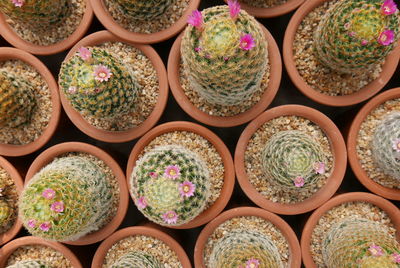 Full frame shot of plants