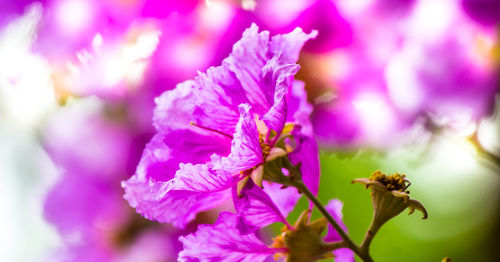 Close-up of bee pollinating on pink flower