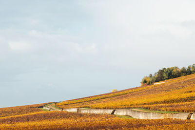 Scenic view of agricultural field against sky