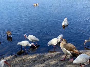 High angle view of swans floating on lake