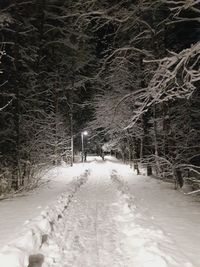Snow covered trees in winter