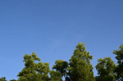 Low angle view of trees against blue sky