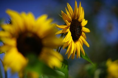 Close-up of yellow flowering plant