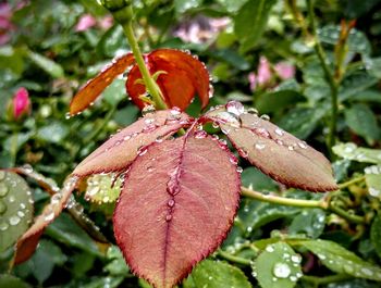 Close-up of wet red leaves on rainy day