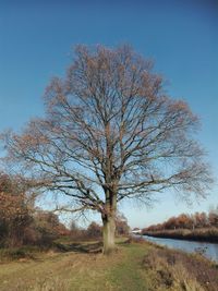 Bare tree on landscape against blue sky