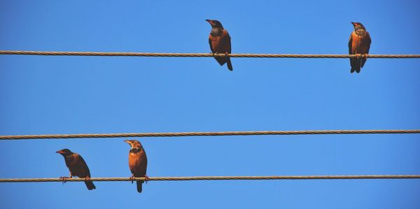 Low angle view of birds perching on power lines against clear blue sky