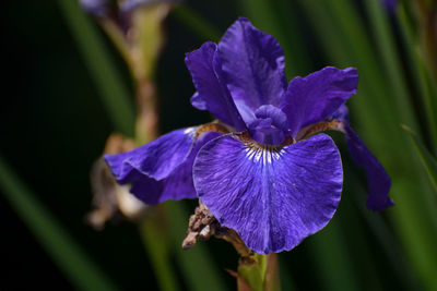 Close-up of purple iris flower