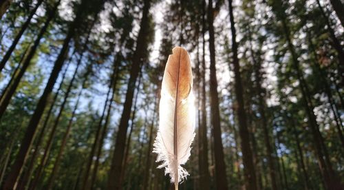 Low angle view of bamboo hanging from tree