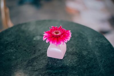 Close-up of pink flower