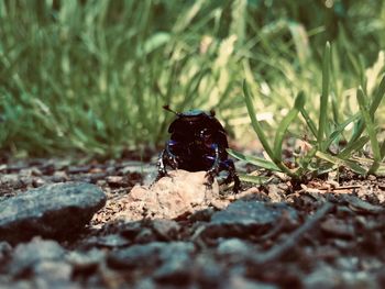 Close-up of black insect on land