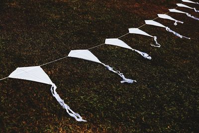 Close-up high angle view of grass
