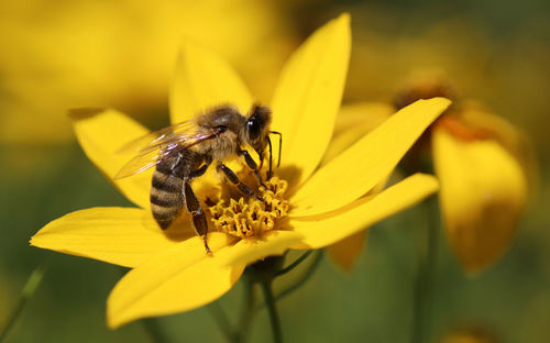 Close-up of insect on yellow flower