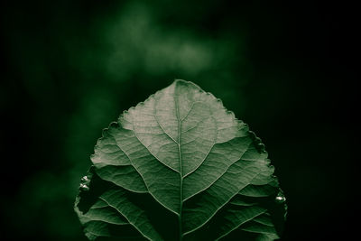 Close-up of plant leaves