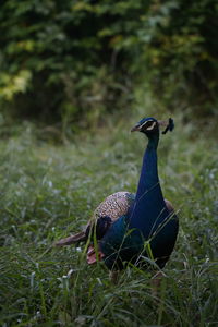 High angle view of a bird on field