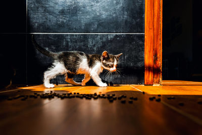 Portrait of cat on table