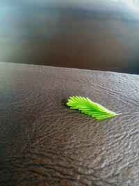 Close-up of leaf