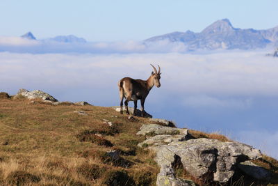 Horse standing on a rock