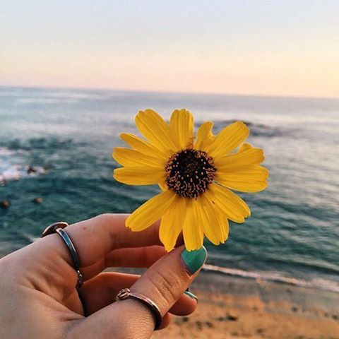 person, flower, holding, sea, horizon over water, beauty in nature, focus on foreground, yellow, part of, beach, petal, personal perspective, human finger, unrecognizable person, fragility, leisure activity