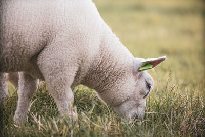 Side view of a sheep on field