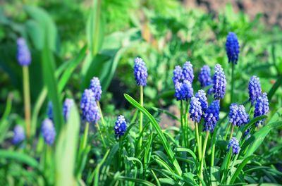 Close-up of purple flowering plants on field