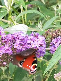 Close-up of butterfly pollinating on purple flower