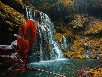 Scenic view of waterfall in forest