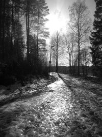 Trees in forest