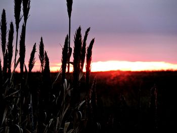 Close-up of silhouette plants on field against sky at sunset