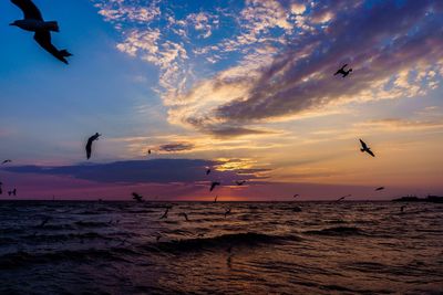 Seagulls flying over sea against sky during sunset