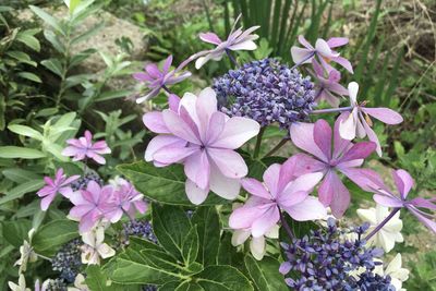 Close-up of pink flowering plants