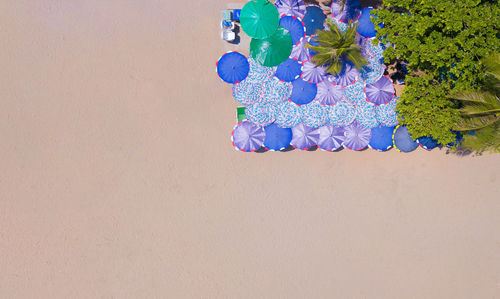 High angle view of purple flowers on wall