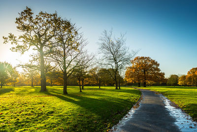 View of trees in park against clear sky