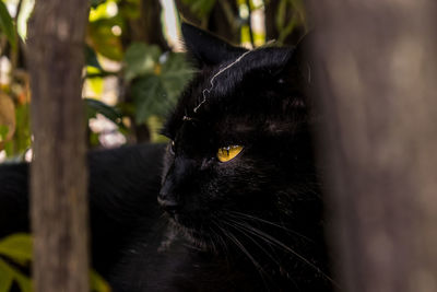 Close-up of black cat
