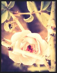 Close-up of flowers against blurred background